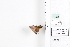  ( - LEP84850)  @11 [ ] by-nc (2022) Unspecified Florida Museum of Natural History, McGuire Center for Lepidoptera and Biodiversity