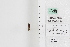  ( - LEP88305)  @11 [ ] by-nc (2022) Unspecified Florida Museum of Natural History, McGuire Center for Lepidoptera and Biodiversity