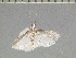  ( - LEP92950)  @11 [ ] by-nc (2023) Unspecified Florida Museum of Natural History, McGuire Center for Lepidoptera and Biodiversity