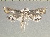  ( - LEP92992)  @11 [ ] by-nc (2023) Unspecified Florida Museum of Natural History, McGuire Center for Lepidoptera and Biodiversity