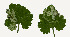  (Phytomyza glechomae - RMNH.INS.546189.2)  @12 [ ] CreativeCommons - Attribution Non-Commercial Share-Alike (2012) Naturalis, Biodiversity Centre Naturalis, Biodiversity Centre