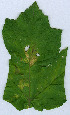  (Phytomyza heracleana - RMNH.INS.552251.2)  @12 [ ] CreativeCommons - Attribution Non-Commercial Share-Alike (2012) Naturalis, Biodiversity Centre Naturalis, Biodiversity Centre
