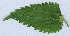  (Dasineura urticae - RMNH.INS.546188.3)  @12 [ ] CreativeCommons - Attribution Non-Commercial Share-Alike (2012) Naturalis, Biodiversity Centre Naturalis, Biodiversity Centre