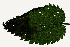  (Agromyza reptans - RMNH.INS.552256)  @12 [ ] CreativeCommons - Attribution Non-Commercial Share-Alike (2012) Naturalis, Biodiversity Centre Naturalis, Biodiversity Centre