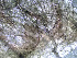  (Liriomyza amoena - RMNH.INS.546097.2)  @12 [ ] CreativeCommons - Attribution Non-Commercial Share-Alike (2012) Naturalis, Biodiversity Centre Naturalis, Biodiversity Centre