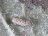  ( - RMNH.INS.554623.1)  @12 [ ] CreativeCommons - Attribution Non-Commercial Share-Alike (2012) Naturalis, Biodiversity Centre Naturalis, Biodiversity Centre
