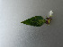  (Liriomyza strigata - RMNH.INS.554635)  @12 [ ] CreativeCommons - Attribution Non-Commercial Share-Alike (2012) Naturalis, Biodiversity Centre Naturalis, Biodiversity Centre