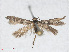  ( - RMNH.INS.544518)  @12 [ ] CreativeCommons - Attribution Non-Commercial Share-Alike (2014) Unspecified Naturalis, Biodiversity Centre