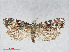  (Phtheochroa rugosana - RMNH.INS.544519)  @13 [ ] CreativeCommons - Attribution Non-Commercial Share-Alike (2014) Unspecified Naturalis, Biodiversity Centre