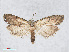  ( - RMNH.INS.544521)  @14 [ ] CreativeCommons - Attribution Non-Commercial Share-Alike (2014) Unspecified Naturalis, Biodiversity Centre