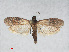  ( - RMNH.INS.544531)  @13 [ ] CreativeCommons - Attribution Non-Commercial Share-Alike (2014) Unspecified Naturalis, Biodiversity Centre
