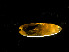  (Calycomyza humeralis - RMNH.INS.546041)  @12 [ ] CreativeCommons - Attribution Non-Commercial Share-Alike (2012) Unspecified Naturalis, Biodiversity Centre