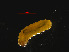  ( - RMNH.INS.546224)  @12 [ ] CreativeCommons - Attribution Non-Commercial Share-Alike (2012) Unspecified Naturalis, Biodiversity Centre