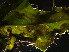  ( - RMNH.INS.546224)  @12 [ ] CreativeCommons - Attribution Non-Commercial Share-Alike (2012) Unspecified Naturalis, Biodiversity Centre