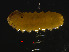  ( - RMNH.INS.546224)  @12 [ ] CreativeCommons - Attribution Non-Commercial Share-Alike (2012) Unspecified Naturalis, Biodiversity Centre