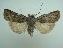  (Euxoa tristis - KLM Lep 06293)  @14 [ ] CreativeCommons - Attribution Non-Commercial Share-Alike (2015) Christian Wieser Landesmuseum Kärnten