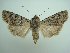  ( - KLM Lep 06296)  @14 [ ] CreativeCommons - Attribution Non-Commercial Share-Alike (2015) Christian Wieser Landesmuseum Kärnten
