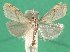  (Flavocrambus - KLM Lep 06445)  @14 [ ] CreativeCommons - Attribution Non-Commercial Share-Alike (2015) Christian Wieser Landesmuseum Kärnten