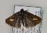  (Catoptria fenestratella - TLMF Lep 20481)  @13 [ ] CreativeCommons - Attribution Non-Commercial Share-Alike (2016) Peter Huemer Tiroler Landesmuseum