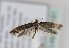  (Monopis luteocostalis - TLMF Lep 21191)  @13 [ ] CreativeCommons - Attribution Non-Commercial Share-Alike (2016) Peter Huemer Tiroler Landesmuseum
