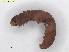  ( - RMNH.INS.31720)  @11 [ ] CreativeCommons  Attribution (by) (2022) Erik J. van Nieukerken-Naturalis Naturalis Biodiversity Center