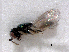  ( - RMNH.INS.100156)  @12 [ ] CreativeCommons - Attribution Non-Commercial Share-Alike (2016) Unspecified Naturalis Biodiversity Center