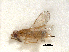  ( - RMNH.INS.100219)  @12 [ ] CreativeCommons - Attribution Non-Commercial Share-Alike (2016) Unspecified Naturalis Biodiversity Center