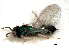  ( - RMNH.INS.100245)  @11 [ ] CreativeCommons - Attribution Non-Commercial Share-Alike (2016) Unspecified Naturalis Biodiversity Center