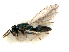  ( - RMNH.INS.100246)  @11 [ ] CreativeCommons - Attribution Non-Commercial Share-Alike (2016) Unspecified Naturalis Biodiversity Center