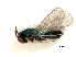  ( - RMNH.INS.100247)  @11 [ ] CreativeCommons - Attribution Non-Commercial Share-Alike (2016) Unspecified Naturalis Biodiversity Center