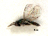  ( - RMNH.INS.100248)  @11 [ ] CreativeCommons - Attribution Non-Commercial Share-Alike (2016) Unspecified Naturalis Biodiversity Center