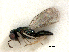  ( - RMNH.INS.100249)  @11 [ ] CreativeCommons - Attribution Non-Commercial Share-Alike (2016) Unspecified Naturalis Biodiversity Center