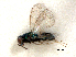  ( - RMNH.INS.100253)  @11 [ ] CreativeCommons - Attribution Non-Commercial Share-Alike (2016) Unspecified Naturalis Biodiversity Center
