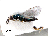  ( - RMNH.INS.100268)  @12 [ ] CreativeCommons - Attribution Non-Commercial Share-Alike (2016) Unspecified Naturalis Biodiversity Center