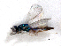  ( - RMNH.INS.100270)  @12 [ ] CreativeCommons - Attribution Non-Commercial Share-Alike (2016) Unspecified Naturalis Biodiversity Center