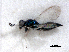  (Horismenus cupreus - RMNH.INS.100274)  @12 [ ] CreativeCommons - Attribution Non-Commercial Share-Alike (2016) Unspecified Naturalis Biodiversity Center
