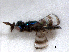  ( - RMNH.INS.100279)  @13 [ ] CreativeCommons - Attribution Non-Commercial Share-Alike (2016) Unspecified Naturalis Biodiversity Center