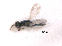  ( - RMNH.INS.100331)  @12 [ ] CreativeCommons - Attribution Non-Commercial Share-Alike (2016) Unspecified Naturalis Biodiversity Center