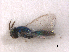  ( - RMNH.INS.100333)  @12 [ ] CreativeCommons - Attribution Non-Commercial Share-Alike (2016) Unspecified Naturalis Biodiversity Center