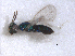  ( - RMNH.INS.100341)  @12 [ ] CreativeCommons - Attribution Non-Commercial Share-Alike (2016) Unspecified Naturalis Biodiversity Center