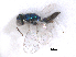  (Achrysocharoides gahani - RMNH.INS.100345)  @12 [ ] CreativeCommons - Attribution Non-Commercial Share-Alike (2016) Unspecified Naturalis Biodiversity Center