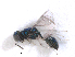  ( - RMNH.INS.100347)  @11 [ ] CreativeCommons - Attribution Non-Commercial Share-Alike (2016) Unspecified Naturalis Biodiversity Center
