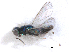  ( - RMNH.INS.100357)  @12 [ ] CreativeCommons - Attribution Non-Commercial Share-Alike (2016) Unspecified Naturalis Biodiversity Center