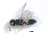  ( - RMNH.INS.100369)  @11 [ ] CreativeCommons - Attribution Non-Commercial Share-Alike (2016) Unspecified Naturalis Biodiversity Center
