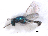  (Achrysocharoides butus - RMNH.INS.100386)  @12 [ ] CreativeCommons - Attribution Non-Commercial Share-Alike (2016) Unspecified Naturalis Biodiversity Center