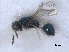  (Derostenus freemani - RMNH.INS.100446)  @12 [ ] CreativeCommons - Attribution Non-Commercial Share-Alike (2016) Unspecified Naturalis Biodiversity Center