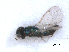  ( - RMNH.INS.100465)  @12 [ ] CreativeCommons - Attribution Non-Commercial Share-Alike (2016) Unspecified Naturalis Biodiversity Center