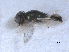  ( - RMNH.INS.100496)  @12 [ ] CreativeCommons - Attribution Non-Commercial Share-Alike (2016) Unspecified Naturalis Biodiversity Center