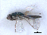  ( - RMNH.INS.100506)  @12 [ ] CreativeCommons - Attribution Non-Commercial Share-Alike (2016) Unspecified Naturalis Biodiversity Center