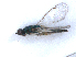  ( - RMNH.INS.100507)  @12 [ ] CreativeCommons - Attribution Non-Commercial Share-Alike (2016) Unspecified Naturalis Biodiversity Center